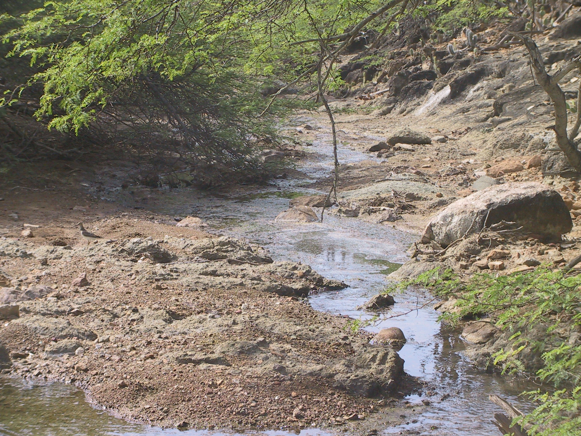 Fresh water stream Pos Amerikano at Washington-Slagbaai 